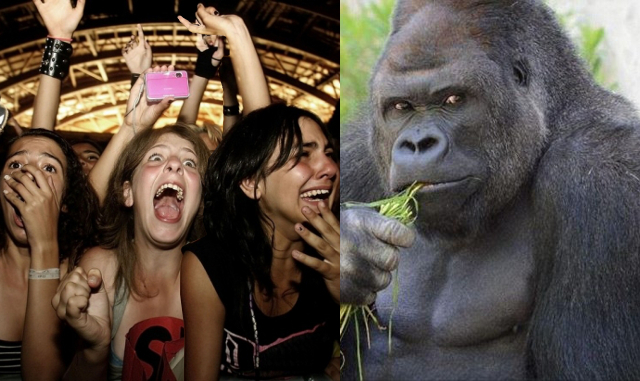Problemas en zoológico japonés por Gorila demasiado sexy