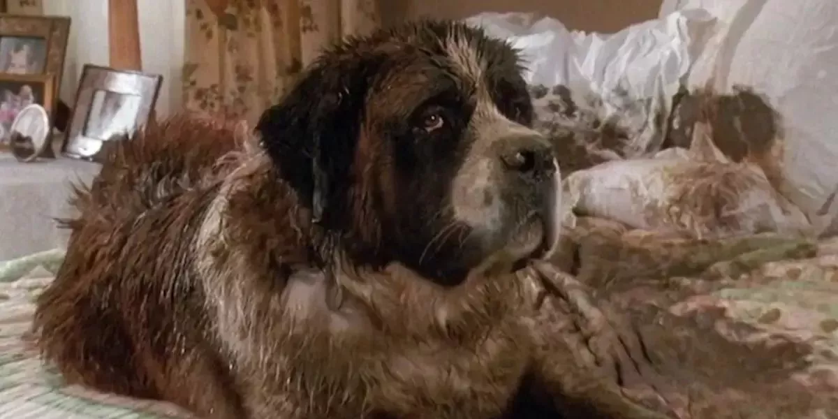 A St Bernard named Beethoven, covered in mud lounging on a bed.