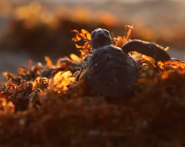 Una tortuga, protagonista del nuevo vídeo de Amaral