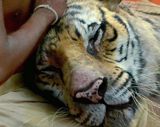 Espectáculo visual en el primer trailer de 'Life of Pi'