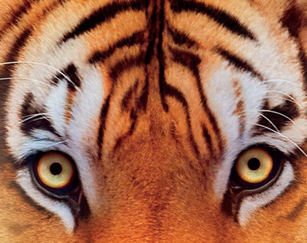 Ang Lee presenta un nuevo póster de 'Life of Pi'