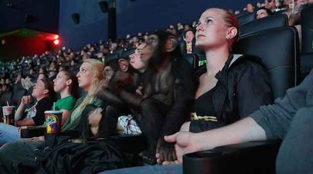 Reacción de dos chimpancés al ver 'El Amanecer del Planeta de los Simios'