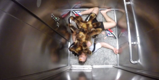 Si no has visto el vídeo de la broma de las arañas gigantes, todavía no conoces el terror