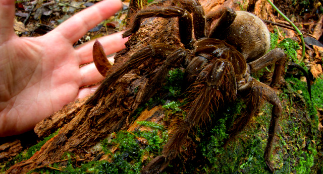 Amenazas de muerte contra el descubridor de la araña más grande del mundo