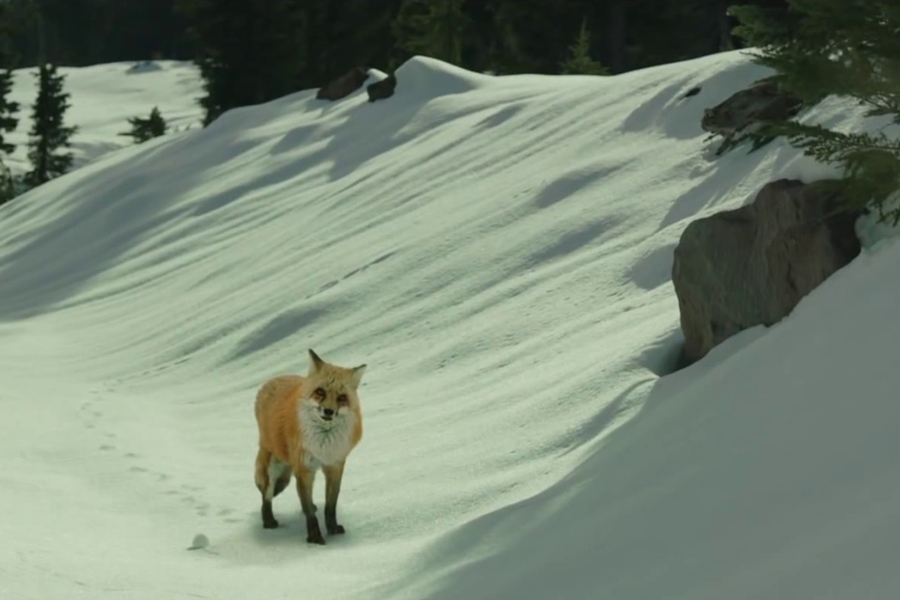 Crítica de 'Alma Salvaje' de Jean-Marc Vallée Crítica de 'Alma Salvaje' de Jean-Marc Vallée