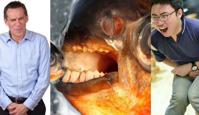 ¿Por qué hay que temer al pez pacu? El come-testículos trae el terror a aguas europeas