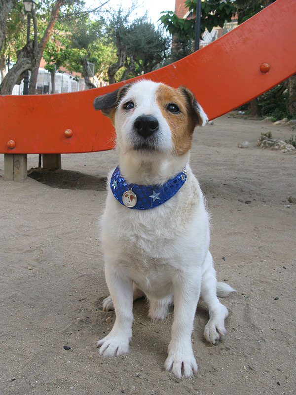 17 perros actores que fueron inolvidables 17 perros actores que fueron inolvidables