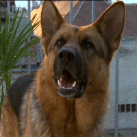 17 perros actores que fueron inolvidables 17 perros actores que fueron inolvidables