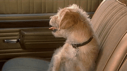 17 perros actores que fueron inolvidables