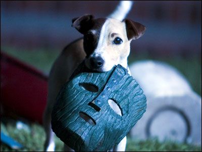 17 perros actores que fueron inolvidables 17 perros actores que fueron inolvidables