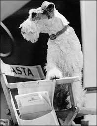 17 perros actores que fueron inolvidables 17 perros actores que fueron inolvidables