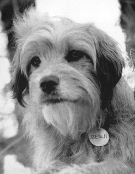 17 perros actores que fueron inolvidables 17 perros actores que fueron inolvidables