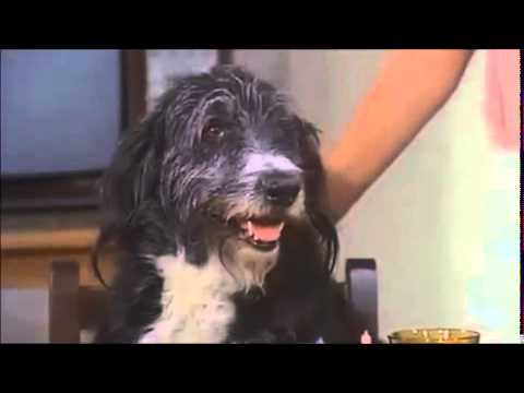 17 perros actores que fueron inolvidables 17 perros actores que fueron inolvidables