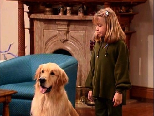 17 perros actores que fueron inolvidables 17 perros actores que fueron inolvidables