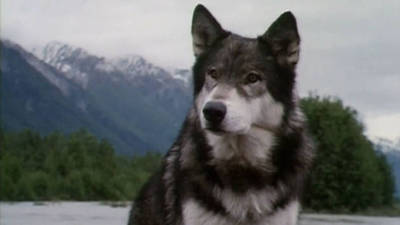 17 perros actores que fueron inolvidables 17 perros actores que fueron inolvidables