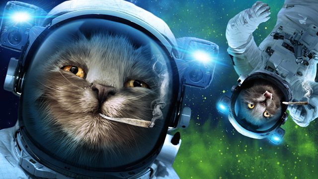 'Stoner cats in space', una película con gatos fumetas en el espacio