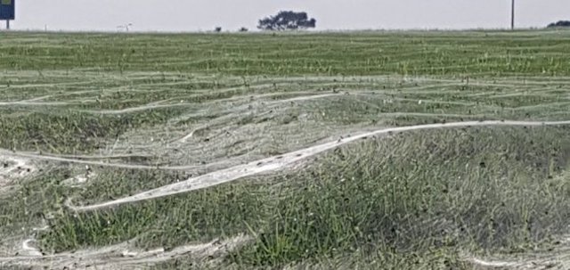 La araña gigante que cubre los campos de Nueva Zelanda