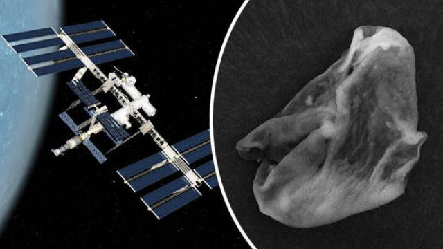 Increíble prueba de vida alienígena en la Estación Espacial Internacional