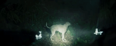 Todas las claves, guiños y referencias del trailer de 'Pantera Negra'