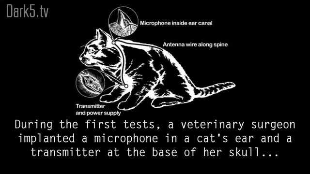 Operación Acoustic Kitty, el programa secreto de gatos espía de la CIA