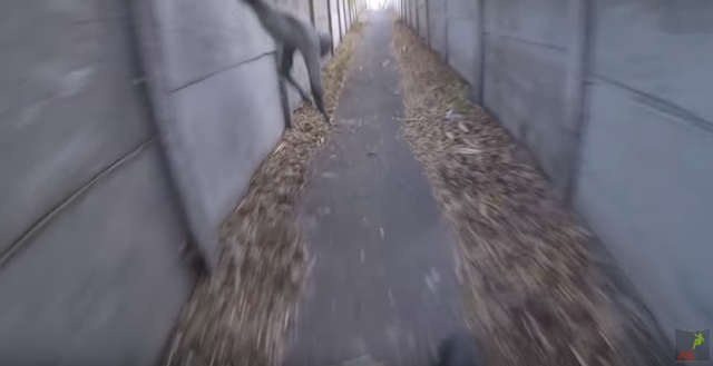 Brutal aparición de una bestia desconocida en un callejón