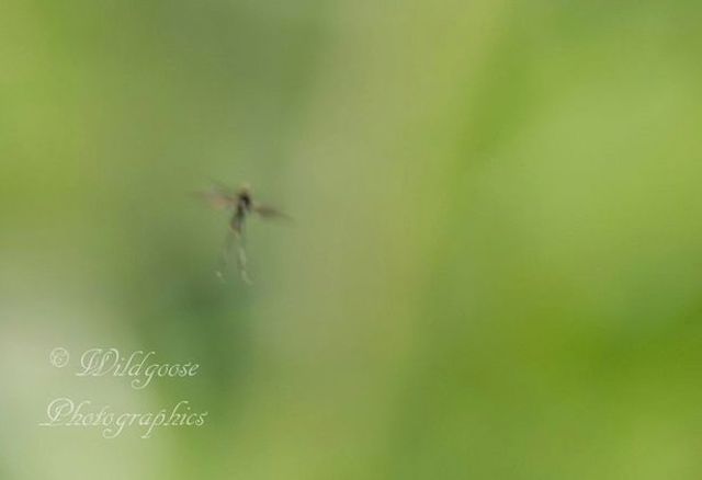 Un profesor universitario fotografía hadas reales