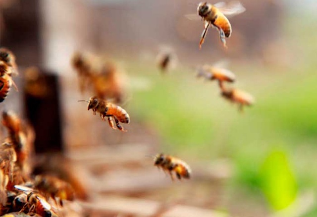 Abejas asesinas aniquilan a un cuerpo de policía