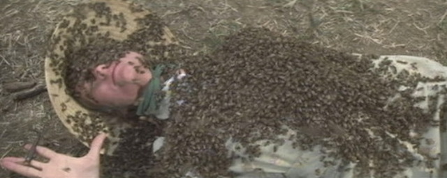 Abejas asesinas aniquilan a un cuerpo de policía