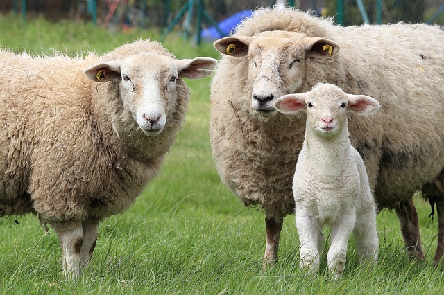 ¿Han creado los científicos un híbrido entre oveja y humano?