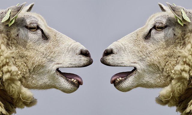 ¿Han creado los científicos un híbrido entre oveja y humano?