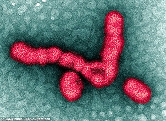 Los científicos advierten: la nueva gripe 'Aussie' podría matar a 300 millones de personas
