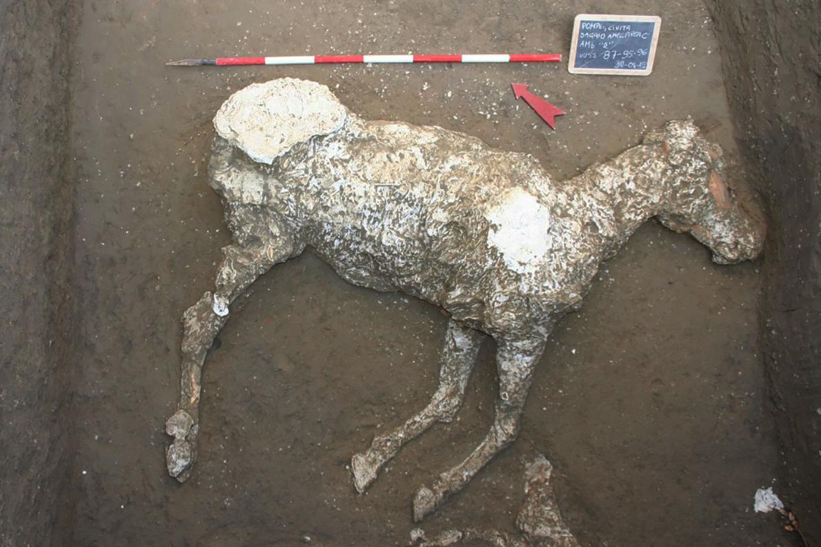 Aparece el último superviviente de Pompeya