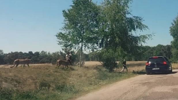 Brutal vídeo de una familia atacada por guepardos salvajes en el zoo