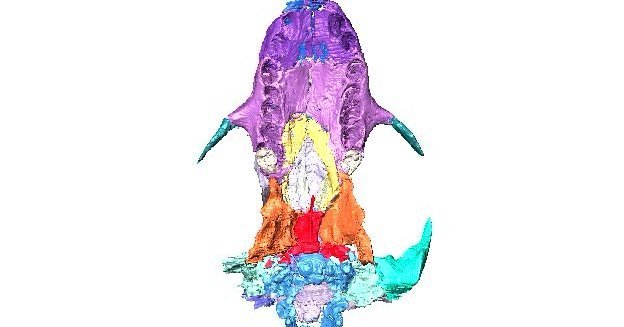 Descubierta en Utah una extraña criatura