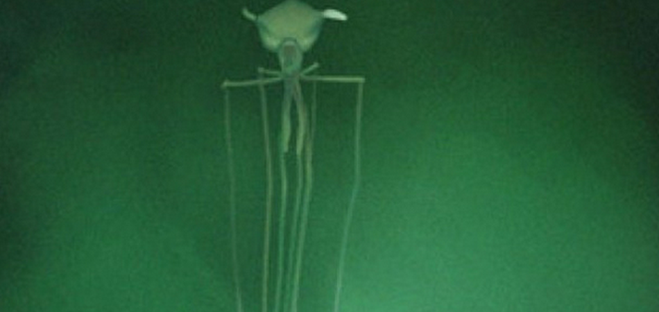 Científicos afirman que los pulpos llegaron a la Tierra desde el espacio