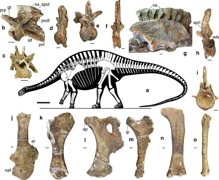 El descubrimiento de un Dragón cambia todas las teorías sobre los dinosaurios
