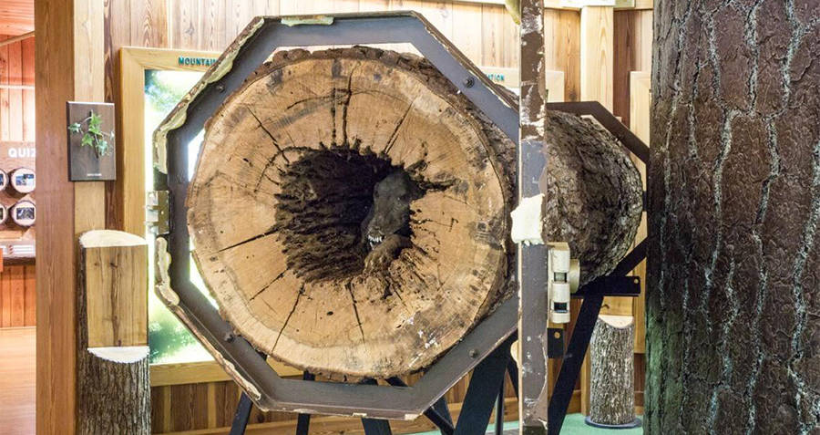 Horrible criatura momificada descubierta dentro de un árbol