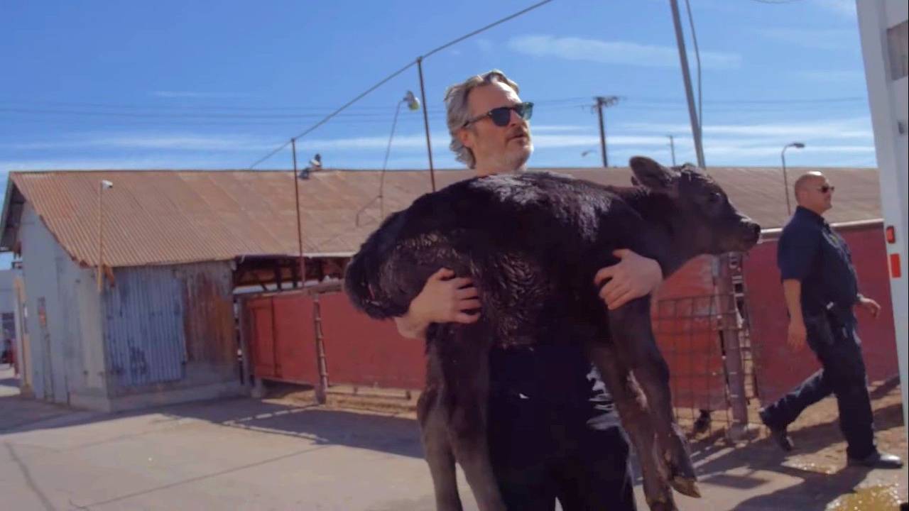 Joaquin Phoenix salva a una vaca