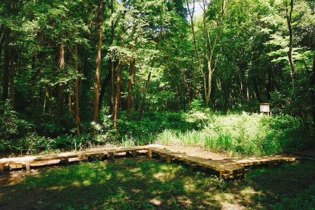 Un muerto en el Bosque de Totoro