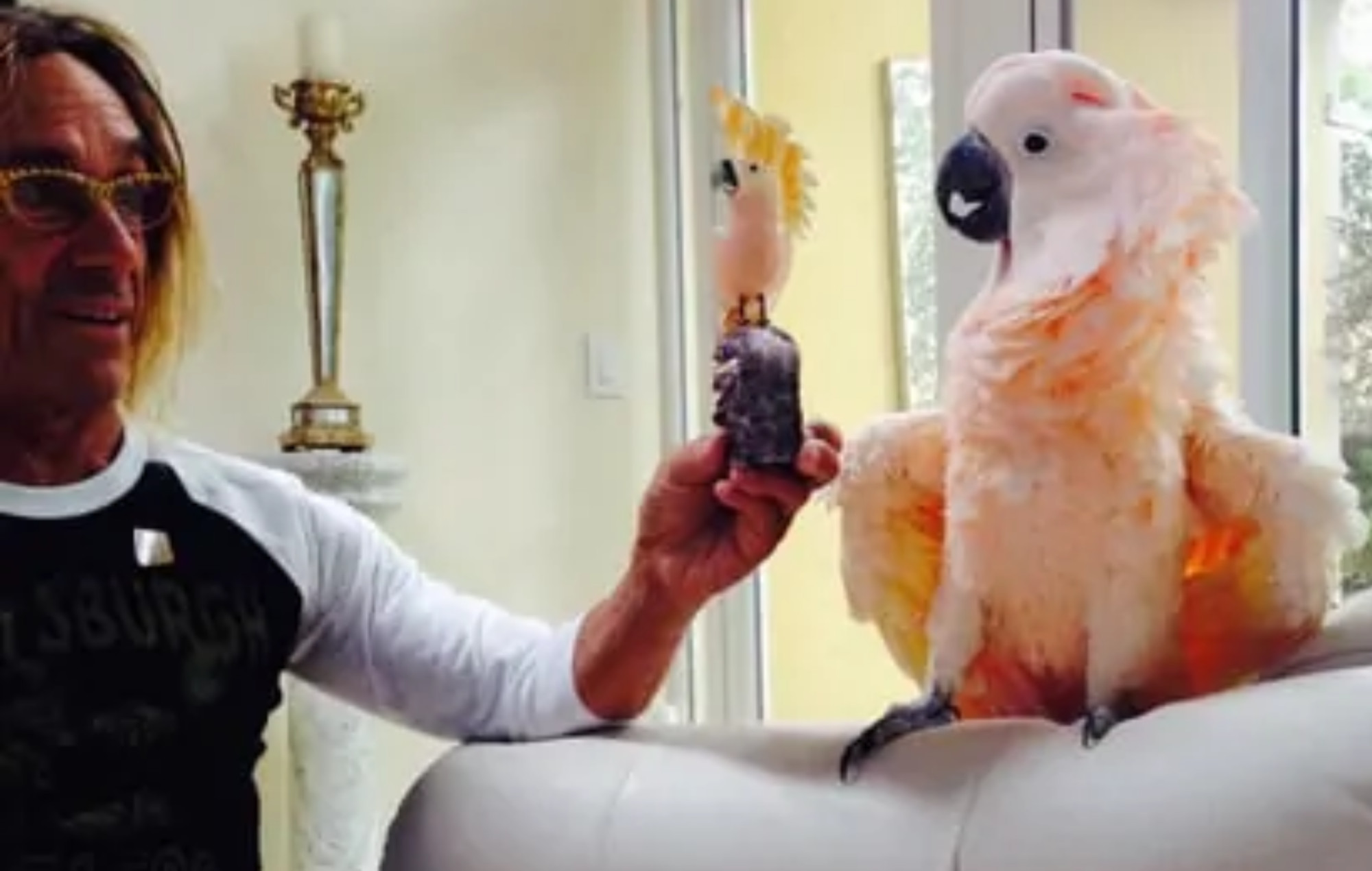 El pájaro mascota de Iggy Pop fue nombrado patrón del hospital australiano de vida silvestre