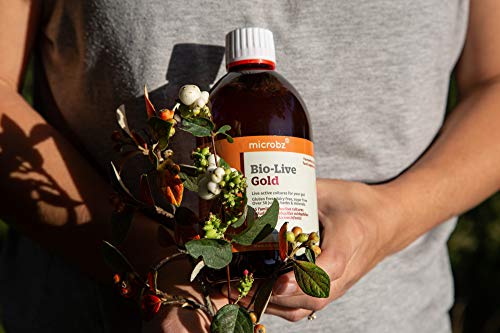 Bebida fermentada BIO-LIVE GOLD para restaurar la flora intestinal o microbiota, y fortalecer el sistema inmunológico