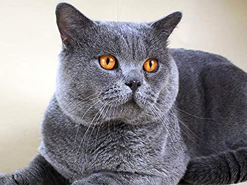 Cuadro de diamante cuadrado completo gato 5D DIY bordado de diamantes venta animales Kit de punto de cruz decoración de pared arte A15 50x70cm