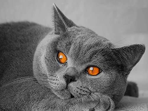 Cuadro de diamante cuadrado completo gato 5D DIY bordado de diamantes venta animales Kit de punto de cruz decoración de pared arte A15 50x70cm