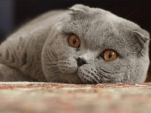 Cuadro de diamante cuadrado completo gato 5D DIY bordado de diamantes venta animales Kit de punto de cruz decoración de pared arte A15 50x70cm