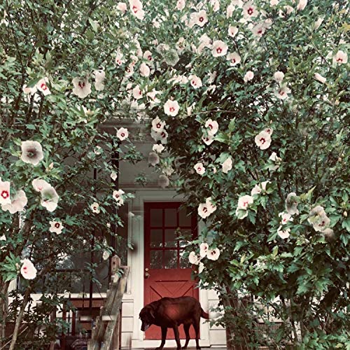 Fools of May [Explicit]