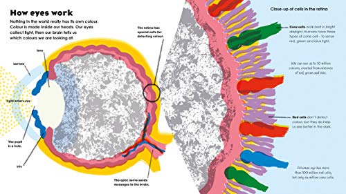 How Colour Works: Why is the sky blue? Why is snow white and darkness black? This fascinating book supports all STEAM subjects!