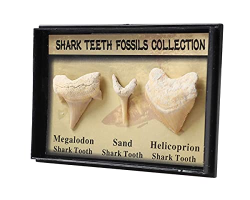 Juego de 3 auténticos dientes de tiburón prehistóricos fósiles con tarjeta, diente de tiburón Megalodon, diente de tiburón de arena y kit de dientes de tiburón helicoprión para colección y educación