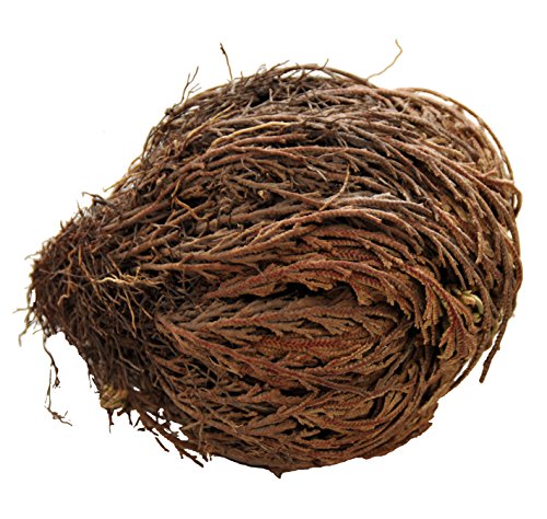 Lucky Reptile DL-RJ Rose of Jericho Live Plant