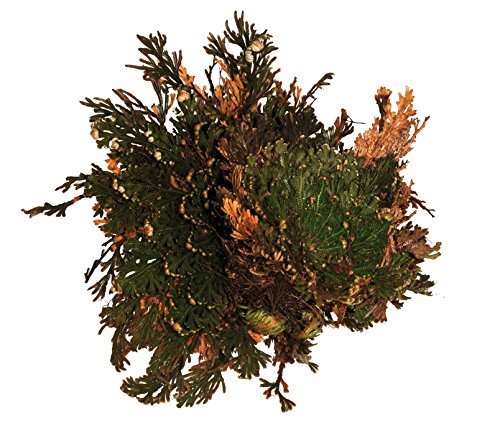 Lucky Reptile DL-RJ Rose of Jericho Live Plant