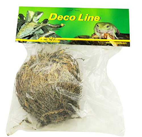 Lucky Reptile DL-RJ Rose of Jericho Live Plant
